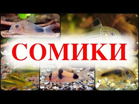 Видео: Аквариумные Сомики Коридорасы. ТОП 15 ВИДОВ