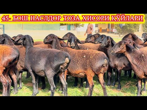 Видео: СОФ ҚОНЛИ ҚЎЙЛАР БИЗДА, ТИК ТУРАР КЎЗИ СИЗДА, АДАШМАНГ КЕЛИНГ КУЗДА.