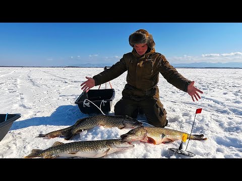 Видео: ЖЕСТЬ! Рекорд за рекордом! Все были в шоке от таких щук! Рыбалка на жерлицы!