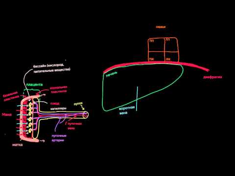 Видео: Пупочные сосуды и венозный проток