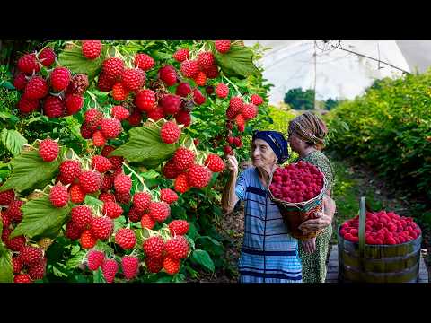 Видео: Сбор органической малины | Приготовление джема и пирога — зимняя заготовка