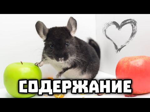 Видео: Содержание шиншиллы | Кормление, клетка, купание, прогулки