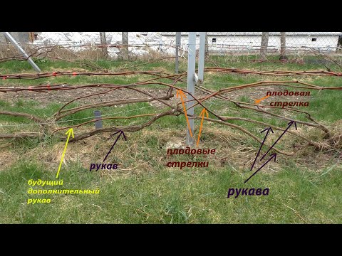 Видео: Усиленное плодовое звено или зачем нам столько почек и лоз