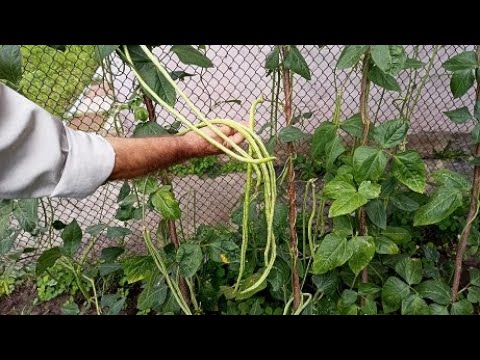 Видео: Как вырастить вигну в открытом грунте