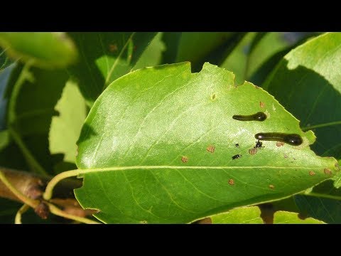 Видео: Насекомые вредители сливы.  Слизистый пилильщик