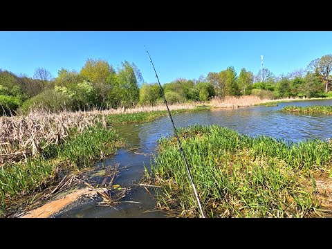 Видео: БЕШЕНЫЙ КЛЁВ ЩУКИ !!! рыбалка на спиннинг