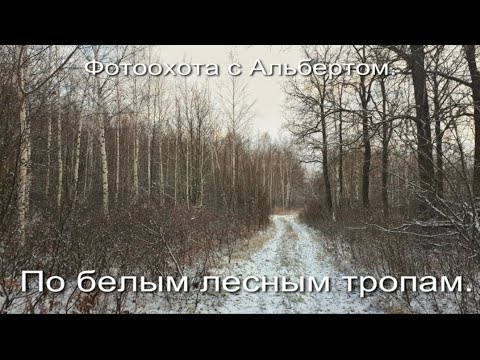 Видео: Фотоохота с Альбертом. По белым лесным тропам.