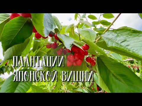 Видео: Вишневое сезонное лакомство | Фруктовые фермы Hokkaido