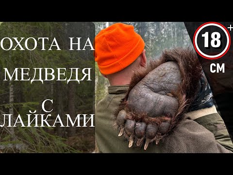 Видео: Огромный медведь в пяти метрах. Охота на медведя с лайками.