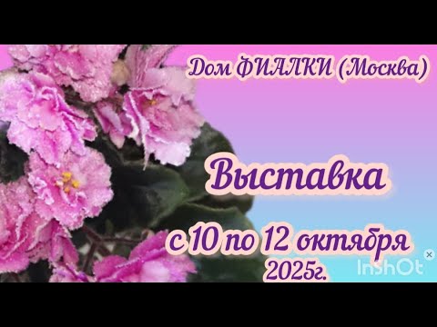 Видео: ФИАЛКИ. Выставка с 10 -12 октября 2025г. в Доме ФИАЛКИ (Москва) #выставкафиалок #домфиалки #фиалки