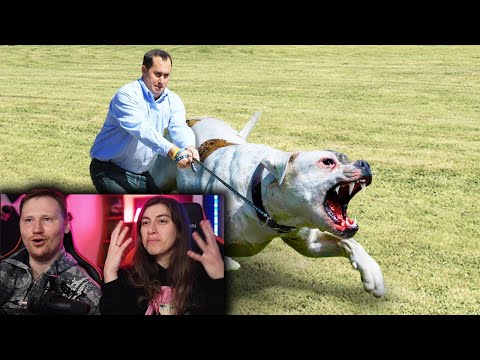 Видео: Эти Собаки Запрещены во Многих Странах Мира! ЭТО Нужно ВИДЕТЬ! | РЕАКЦИЯ