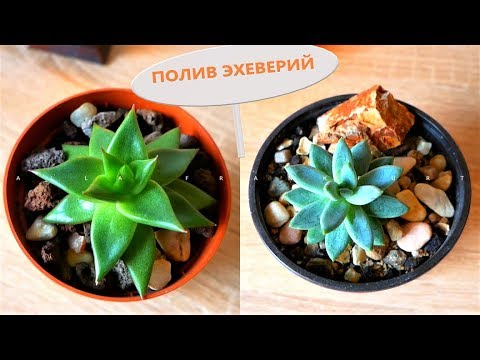 Видео: Как часто ПОЛИВАТЬ ЭХЕВЕРИИ