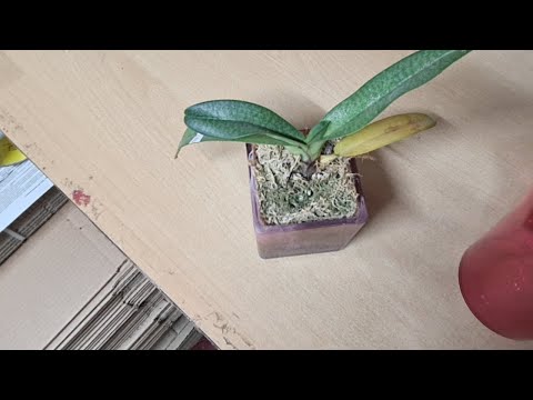 Видео: ПЕРЕСАДКА ПАФИОПЕДИЛУМА В ГРУНТ ОРХОРАЙ