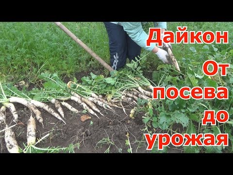 Видео: Всё о выращивании дайконе. Всё по уходу за дайконом от посева до урожая. Вырастить совсем не сложно
