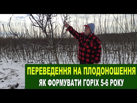 Видео: №164 Переведення горіха на плодоношення ч.2