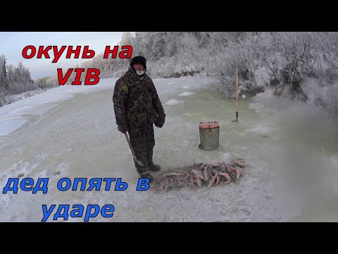 Видео: Окунь на виб. Таёжная река раздаёт. Дед опять в ударе.