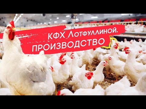 Видео: Птицеферма: от цыпленка до бройлера за 60 дней #птицеводство #агробизнес