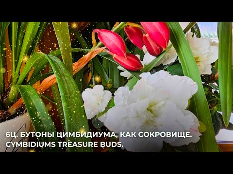 Видео: 6Ц. Бутоны Цимбидиума, как сокровище.Cymbidiums treasure buds.