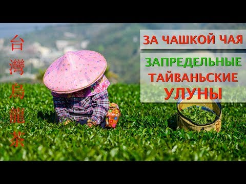 Видео: За чашкой чая. Запредельные тайваньские улуны. Как воспитать Вкус и Опыт!