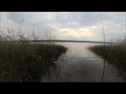 Видео: За щукой на оз. Бабинское  и на р.Святая. Снасть дорожка.