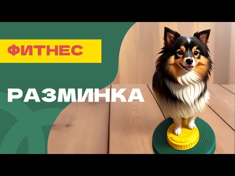 Видео: Разминка для собаки перед активностями, разминка и заминка, как размять собаку