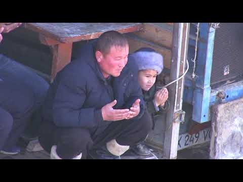 Видео: Кокпар Сарыагаш  04.02.2020ж 1-бөлім