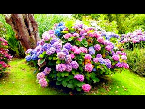 Видео: Как сделать ваши гортензии пышными и пышными – весенняя обрезка и подкормка
