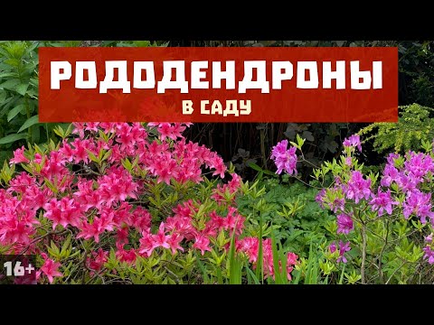 Видео: Обзор рододендронов в саду