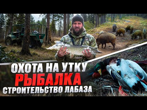 Видео: ОХОТА на УТКУ.  КОРМЛЮ КАБАНОВ.  РЫБАЛКА.  НАБЛЮДЕНИЕ за БОБРАМИ.