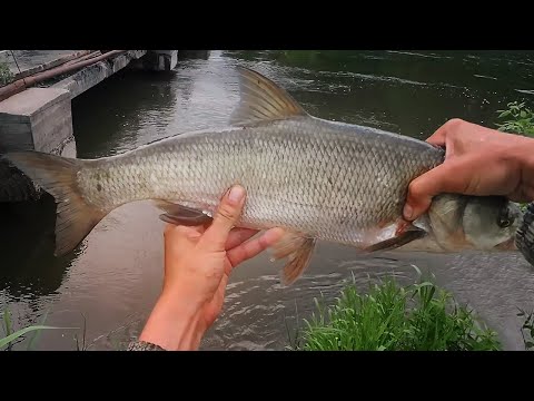 Видео: Ловля жереха и голавля. Рисковые заплывы и приключения. Воблер Aquatic Ronin CY