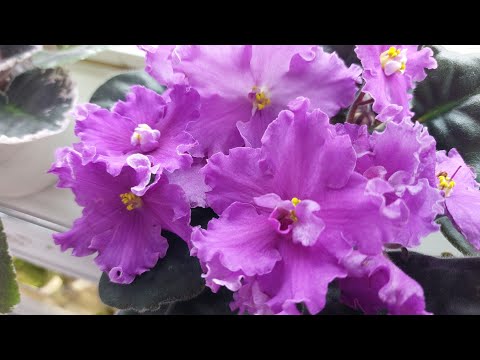 Видео: 19.10.2025.Москва/Селекционная выставка фиалок в Доме фиалок#фиалки#выставка#