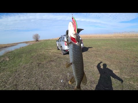 Видео: Рыбалка на хищника. Открытие сезона. Пойма