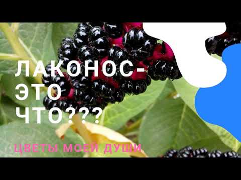 Видео: Лаконос (фитолакка) -что это за растение??