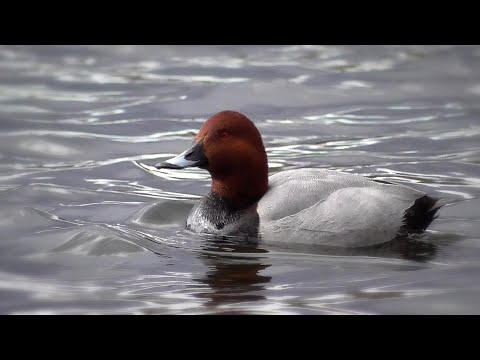 Видео: Массовый прилет птиц на Большое озеро Царского Села. Mass arrival of birds to the Big Lake.