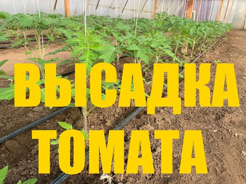 Видео: ВЫСАДКА ТОМАТА