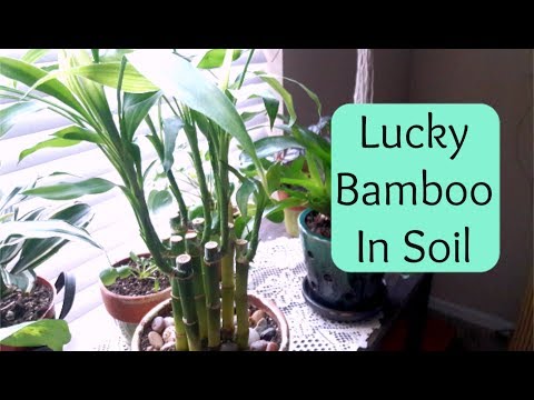 Видео: Пересадка Lucky Bamboo в почву (советы по уходу)