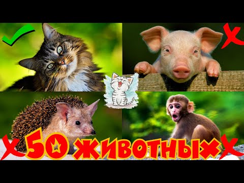 Видео: 50 животных для детей. Большая викторина о животных и их звуки и голоса