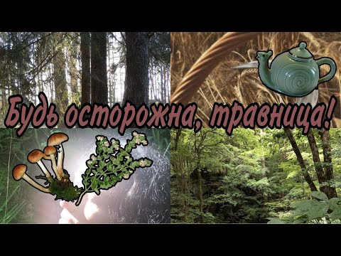 Видео: Будь осторожна, травница! | Что важно и нужно знать ✧