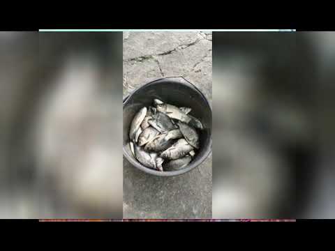 Видео: На річці