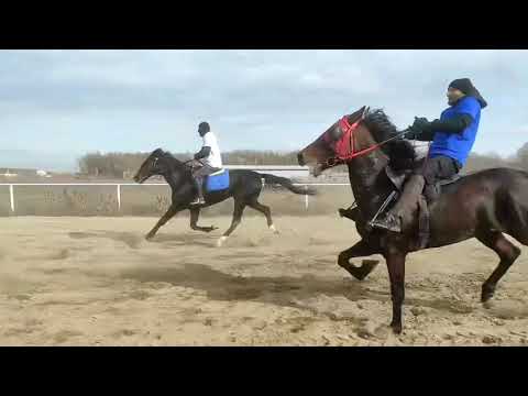 Видео: Иноходцы. Дистанция 7.700. Закрытие сезона. Кубок Кавказа. 1-Сенсей С. 2-Чардаш. 3-Эдельвейс. .