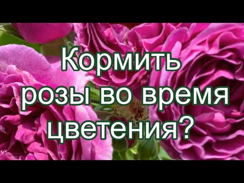 Видео: КОРМИТЬ РОЗЫ ВО ВРЕМЯ ЦВЕТЕНИЯ? МОЙ ОТВЕТ ДА!
