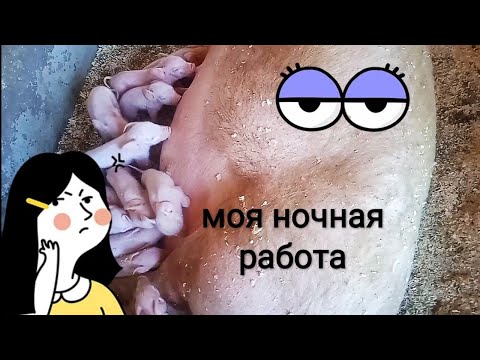Видео: Опорос, какие лекарства. овцы. ураган.