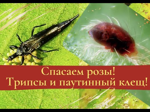Видео: Спасаем розы! Трипсы и паутинный клещ!