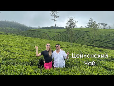 Видео: Шри-Ланка 2025: Чай. Цейлонский чай.