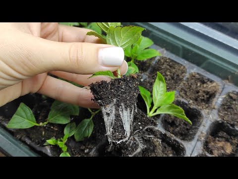 Видео: КОРНЕВАЯ ЗА 14 ДНЕЙ. ОТВЕЧАЮ НА ВОПРОСЫ