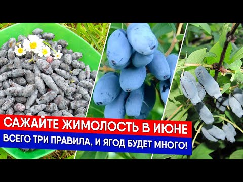Видео: Сажайте Жимолость в июне - всего ТРИ правила, и ягод будет много!