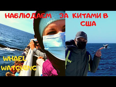 Видео: Круиз по океану,наблюдаем за китами! Whale watching!