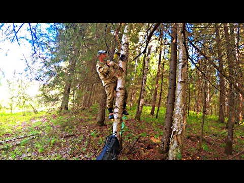 Видео: Сбор чаги осенью.