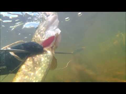 Видео: подводная охота как есть, октябрь