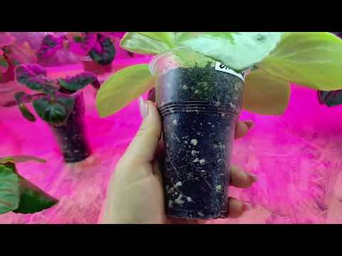 Видео: Как лучше поливать фиалки сверху или снизу??? Какой выбрать горшок???